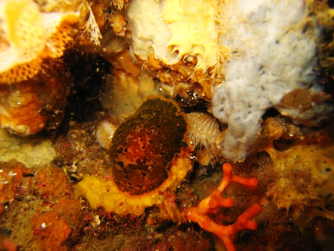 Dendrodoris limbata (Cuvier, 1804)